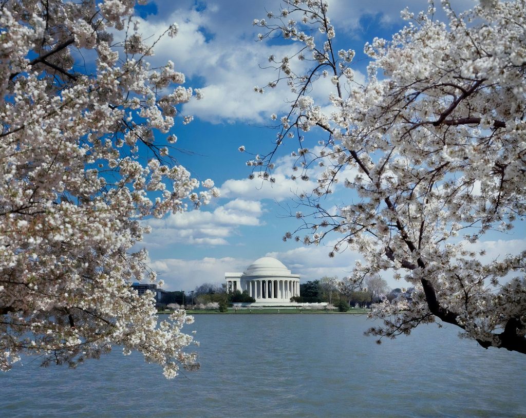 DC Jefferson Memorial with cherry blossoms
